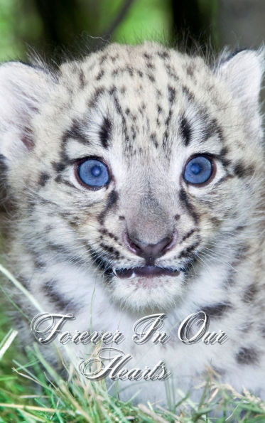 Forever In Our Hearts Leopard Cub: Memorial Funeral Book of Remembrance, Condolence, Guest Messages