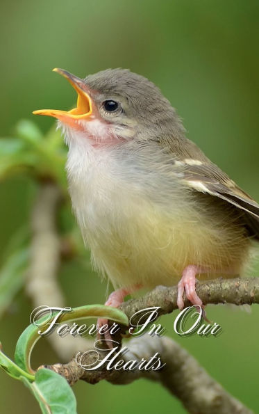 Forever In Our Hearts Tiny Songbird: Memorial Funeral Book of Remembrance, Condolence, Guest Messages