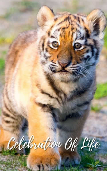 Celebration Of Life Tiger Cub: Memorial Funeral Book of Remembrance, Condolence, Guest Messages