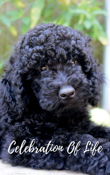 Celebration Of Life Black Poodle Dog: Memorial Funeral Book of Remembrance, Condolence, Guest Messages