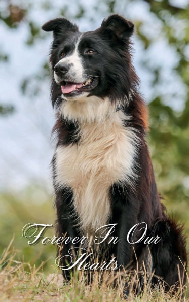 Forever In Our Hearts Collie Dog: Memorial Funeral Book of Remembrance, Condolence, Guest Messages