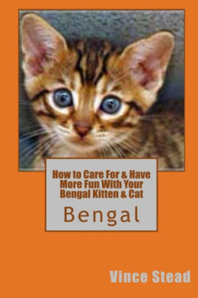 How to Care For & Have More Fun With Your Bengal Kitten Cat