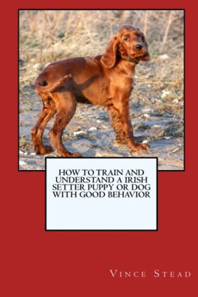 How to Train and Raise a Irish Setter Puppy or Dog with Good Behavior