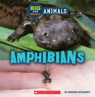 Title: Amphibians (Wild World: Big and Small Animals), Author: Brenna Maloney