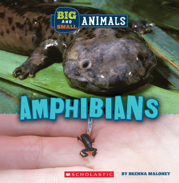 Amphibians (Wild World: Big and Small Animals)