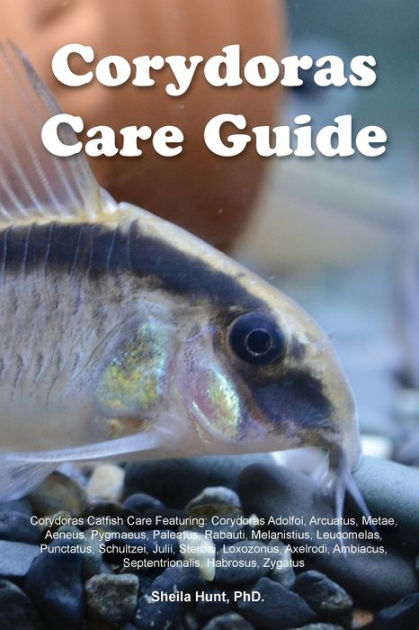 Corydoras Care Guide. Corydoras Catfish Care Featuring: Corydoras ...