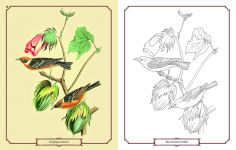 Alternative view 11 of Audubon Birds Coloring Kit: Includes a 64-Page Book, 6 Frameable Coloring Prints and 10 Pencils