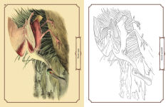 Alternative view 2 of Audubon Birds Coloring Kit: Includes a 64-Page Book, 6 Frameable Coloring Prints and 10 Pencils
