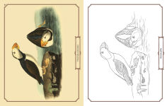 Alternative view 3 of Audubon Birds Coloring Kit: Includes a 64-Page Book, 6 Frameable Coloring Prints and 10 Pencils