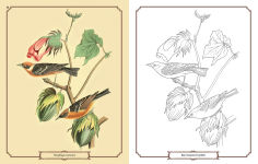 Alternative view 5 of Audubon Birds Coloring Kit: Includes a 64-Page Book, 6 Frameable Coloring Prints and 10 Pencils