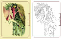 Alternative view 7 of Audubon Birds Coloring Kit: Includes a 64-Page Book, 6 Frameable Coloring Prints and 10 Pencils