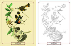 Alternative view 8 of Audubon Birds Coloring Kit: Includes a 64-Page Book, 6 Frameable Coloring Prints and 10 Pencils