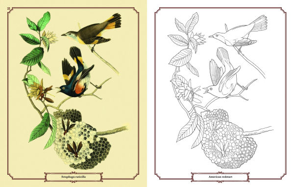 Audubon Birds Coloring Kit: Includes a 64-Page Book, 6 Frameable Coloring Prints and 10 Pencils