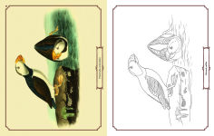 Alternative view 10 of Audubon Birds Coloring Kit: Includes a 64-Page Book, 6 Frameable Coloring Prints and 10 Pencils