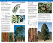 Alternative view 8 of National Wildlife Federation Field Guide to Trees of North America