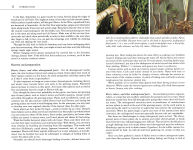 Alternative view 20 of Edible Wild Plants: A North American Field Guide to Over 200 Natural Foods