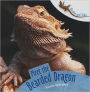 Meet the Bearded Dragon