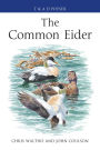 The Common Eider