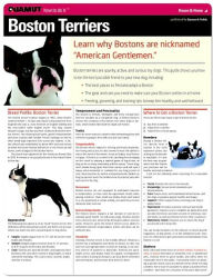 Title: Boston Terrier (Quamut), Author: Quamut