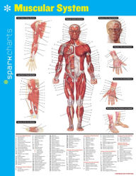 Title: Muscular System SparkCharts, Author: SparkNotes