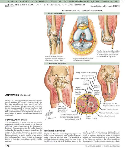 The Netter Collection of Medical Illustrations: Musculoskeletal