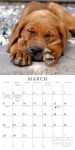 Alternative view 4 of 2015 Pooped Puppies Wall Calendar