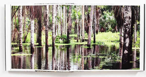 Rainforest