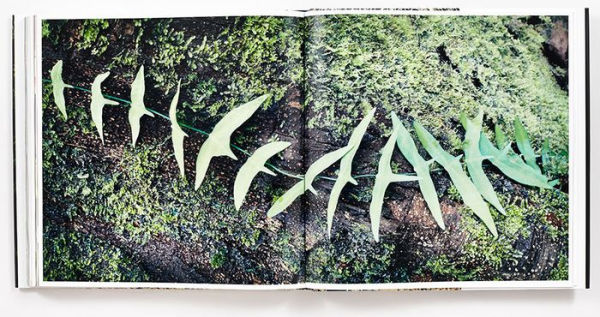 Rainforest