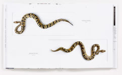 Alternative view 9 of Biophilia: Christopher Marley's Art of Nature