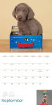 Alternative view 11 of William Wegman Puppies 2016 Wall Calendar