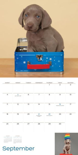 William Wegman Puppies 2016 Wall Calendar