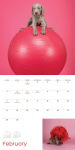 Alternative view 8 of William Wegman Puppies 2016 Wall Calendar