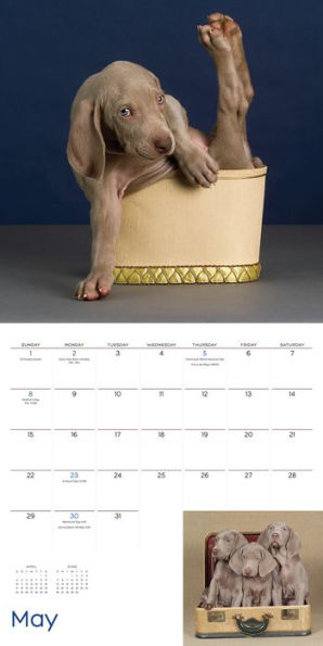 William Wegman Puppies 2016 Wall Calendar