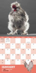 Alternative view 2 of Extraordinary Chickens 2016 Wall Calendar