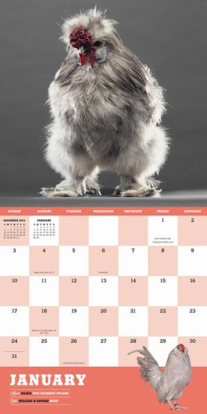 Extraordinary Chickens 2016 Wall Calendar