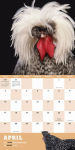 Alternative view 6 of Extraordinary Chickens 2016 Wall Calendar