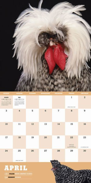 Extraordinary Chickens 2016 Wall Calendar