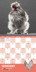 Alternative view 8 of Extraordinary Chickens 2016 Wall Calendar