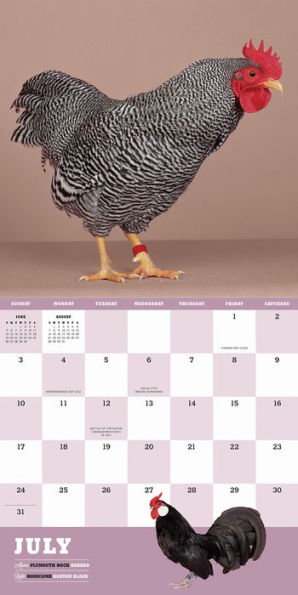 Extraordinary Chickens 2016 Wall Calendar