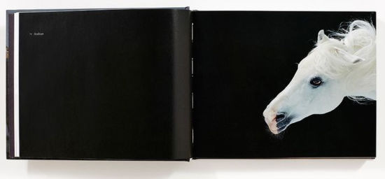 Equus Mini By Tim Flach Hardcover Barnes Amp Noble 174