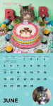 Alternative view 11 of Lil Bub 2016 Wall Calendar