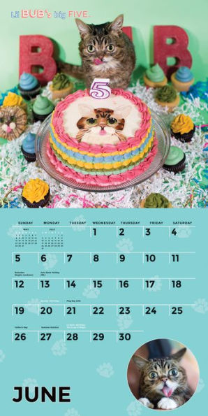 Lil Bub 2016 Wall Calendar