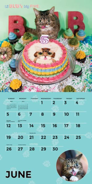 Lil Bub 2016 Wall Calendar