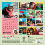 Alternative view 7 of Lil Bub 2016 Wall Calendar