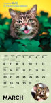 Alternative view 10 of Lil Bub 2016 Wall Calendar