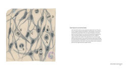 Alternative view 4 of The Beautiful Brain: The Drawings of Santiago Ramon y Cajal