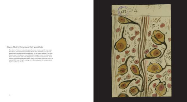 The Beautiful Brain: The Drawings of Santiago Ramon y Cajal