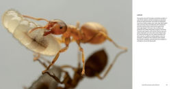 Alternative view 5 of Ants: Workers of the World