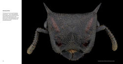 Alternative view 7 of Ants: Workers of the World