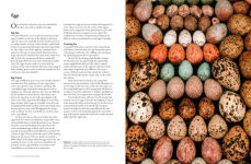 Alternative view 7 of The Backyard Birdwatcher's Bible: Birds, Behaviors, Habitats, Identification, Art & Other Home Crafts